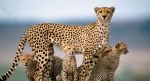 animals